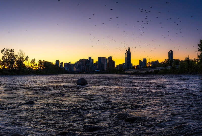 Birds on the Bow River