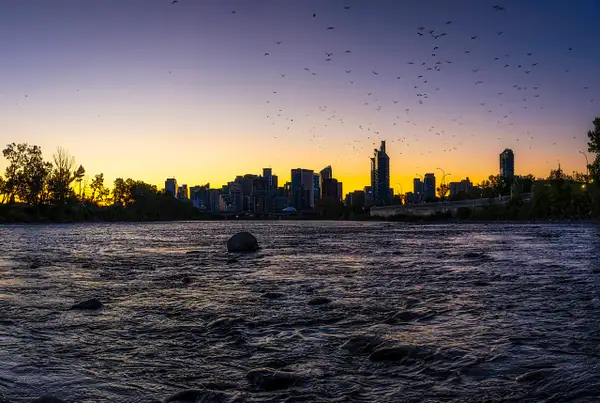 Birds on the Bow River by Yves Gagnon