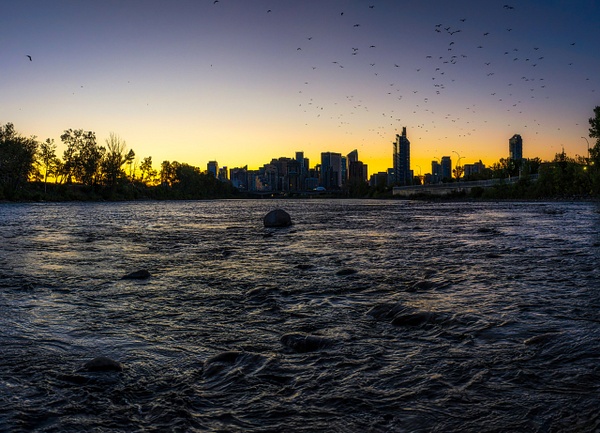 Seagulls Sunrise Blue Hour the City of Calgary from the Bow River during Blue Hour Sunrise Fall Colors - City of Calgary - Yves Gagnon Photography  