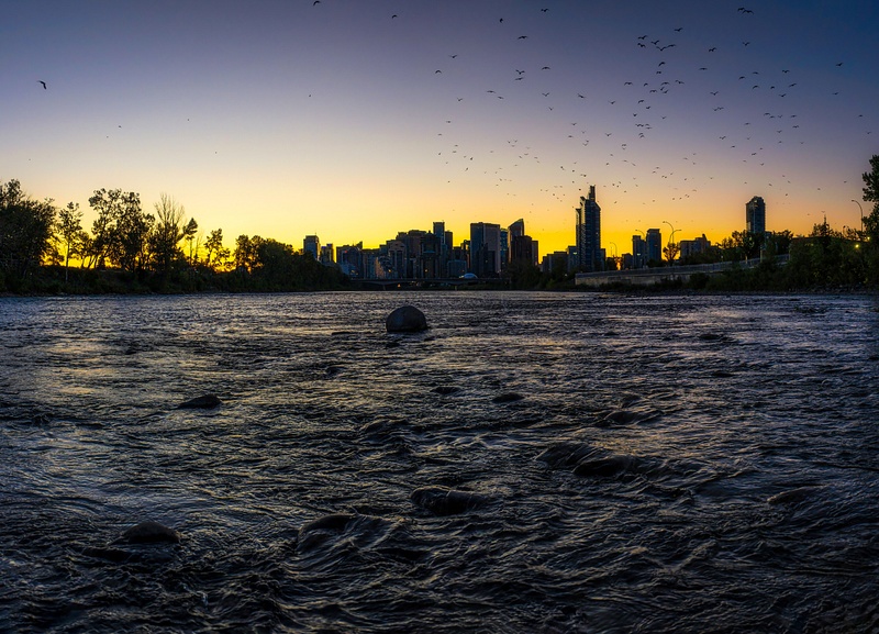 Seagulls Sunrise Blue Hour the City of Calgary from the Bow River during Blue Hour Sunrise Fall Colors