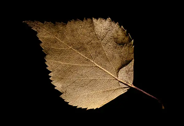 Black Gold Leaf by Snowkeeper
