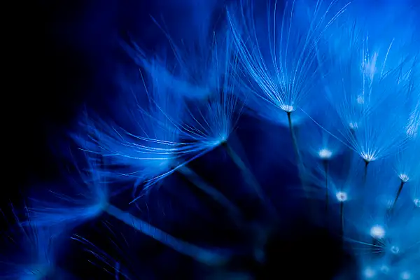 Blue Dandelion by Snowkeeper
