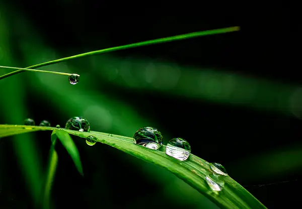 Grass Rain by Snowkeeper