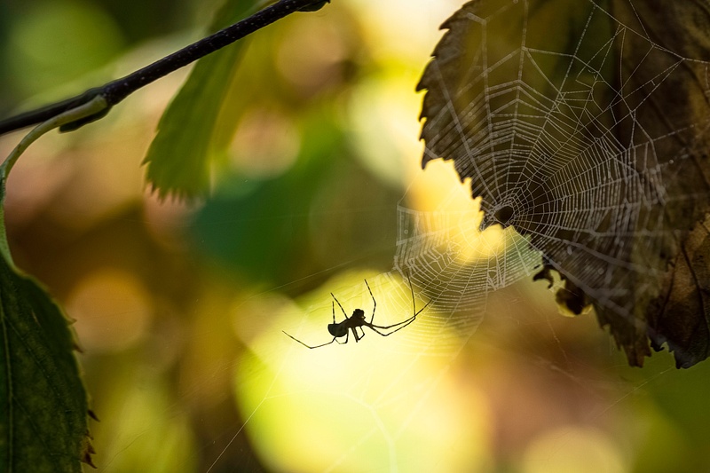 Fall Spider