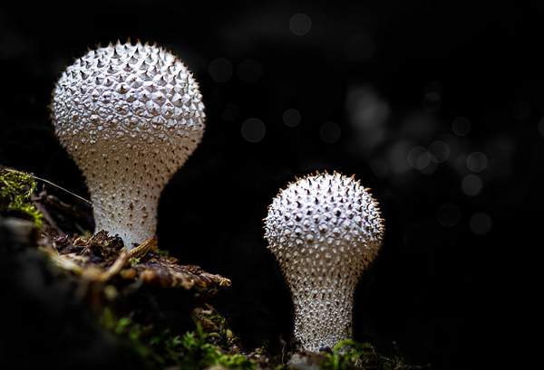 Mushrooms_-575-1 by Snowkeeper