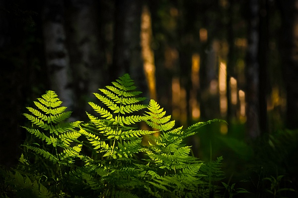 Sunlit Fern Forest