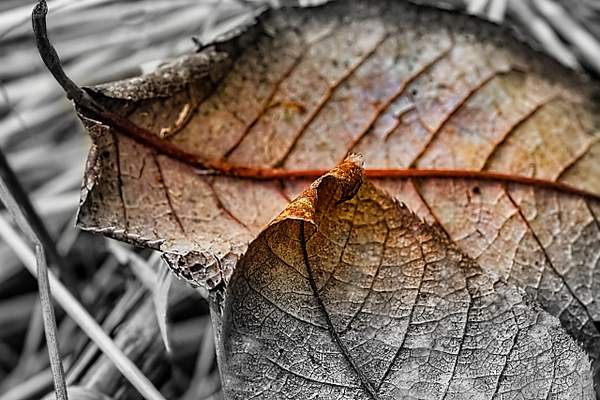 Two Leaves BWC by Snowkeeper