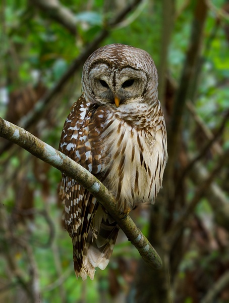 Owl - Animals - JackSmithStudio