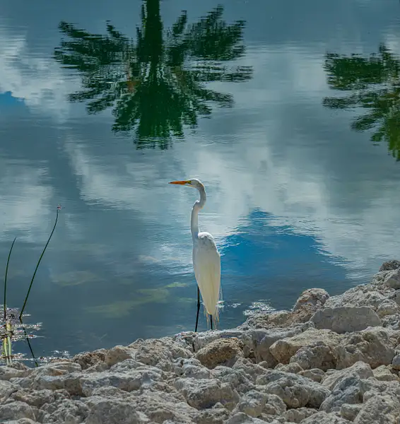 Great Egret by jacksmithstudio