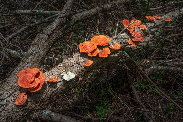 Mushroom on a Log-00509 - Items of Interest - JackSmithStudio 