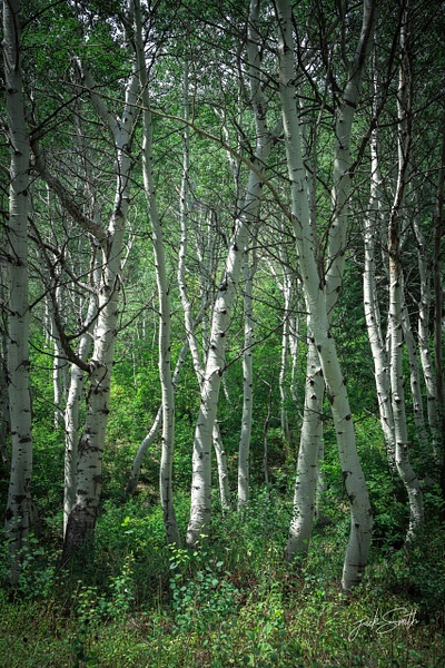 Aspen Trees R4_01895 - Cedar Hammock #2 - JackSmithStudio 