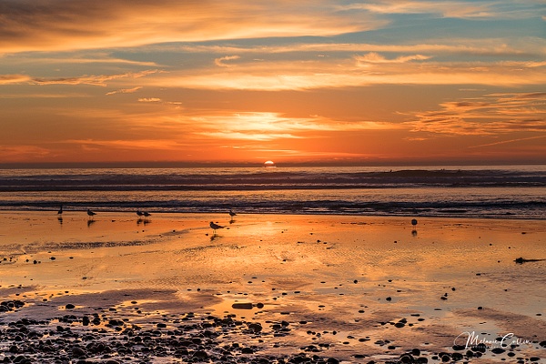 San Elijo Beach SP Sunset Sea Birds - Home - Melanie Cullen 