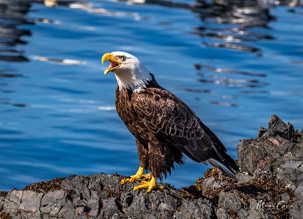 Eagle Noise - Wildlife and Nature - Melanie Cullen