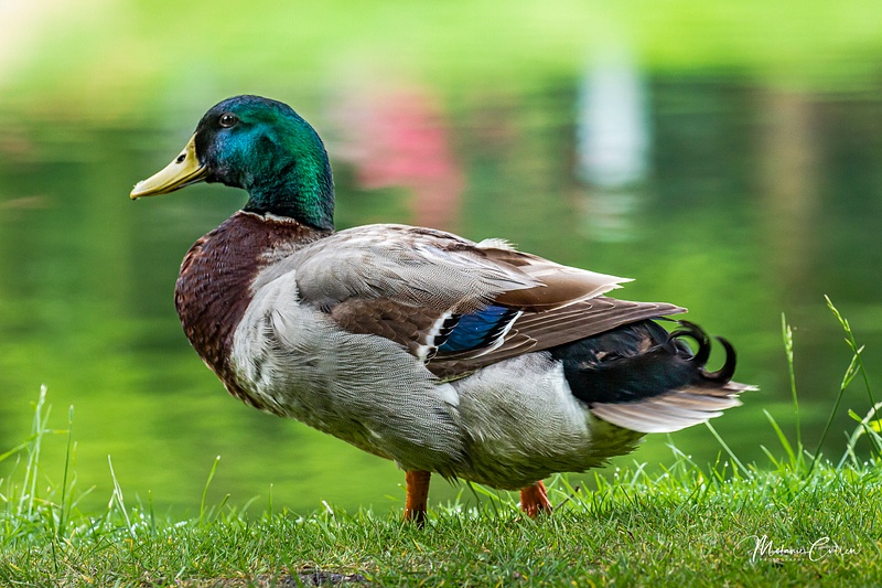 Duck by lake