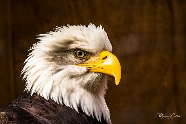 Eagle Portrait by Melanie Cullen