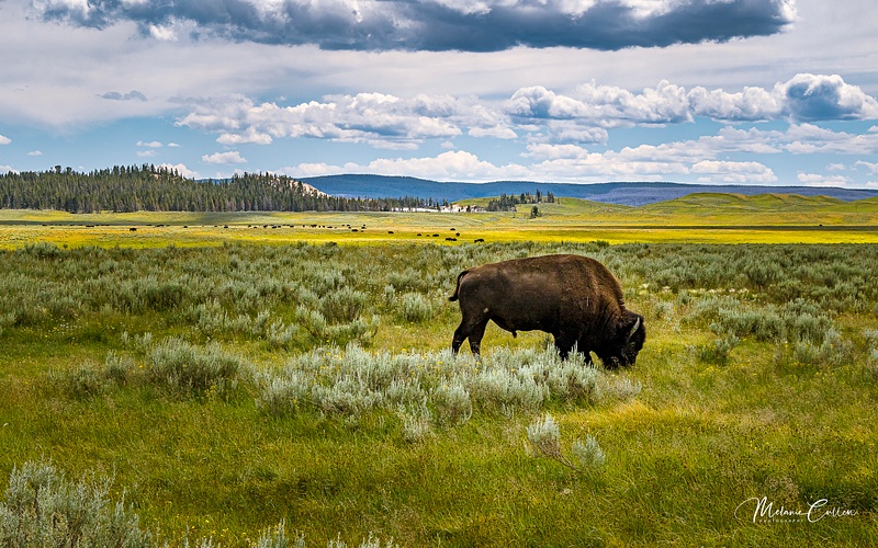 Bison in Yellowstone-