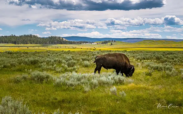 Bison in Yellowstone- by Melanie Cullen