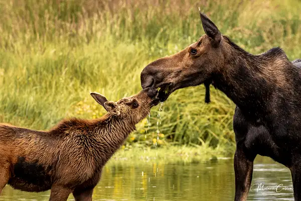 Moose with Calf by Melanie Cullen
