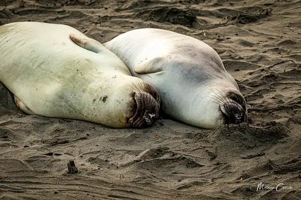 Seal Naps by Melanie Cullen