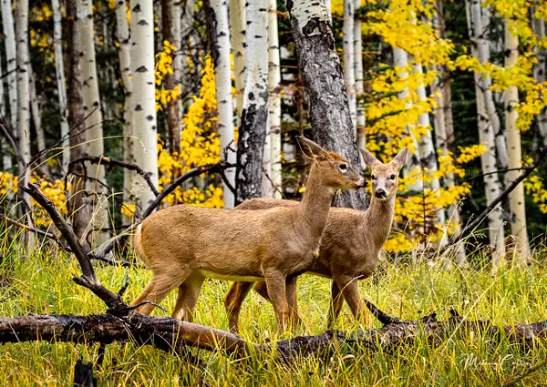 Walk in the Woods Deer by Melanie Cullen