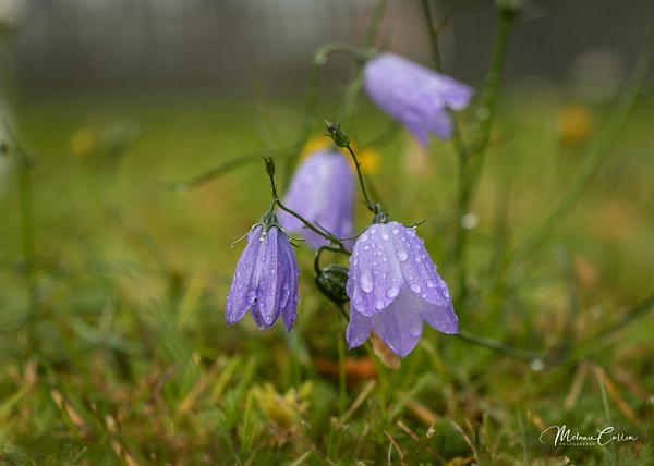 Harebell - Flowers and Plants - Melanie Cullen 