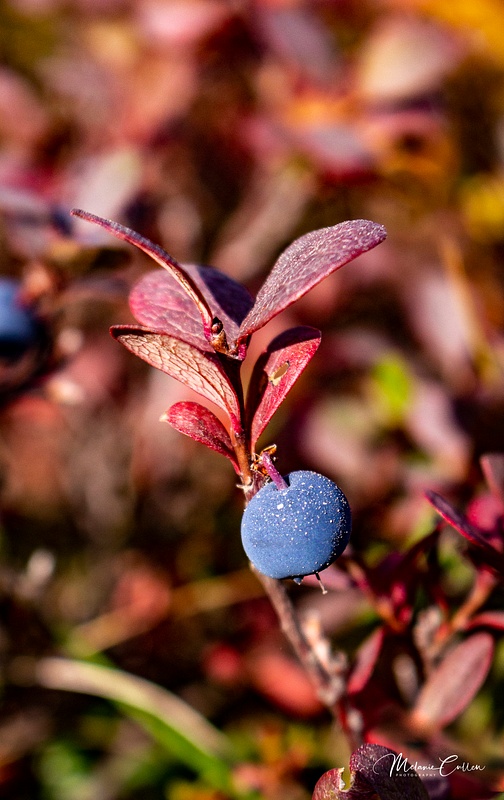 Blueberry in Fall