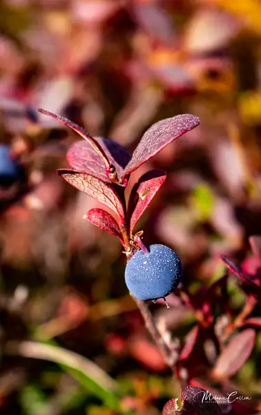 Blueberry in Fall by Melanie Cullen
