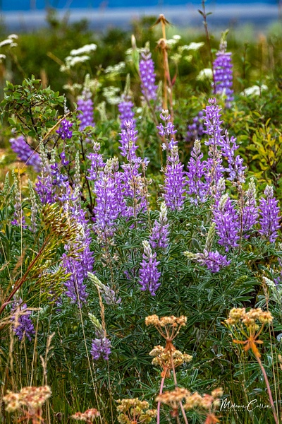 Lupine - Flowers and Plants - Melanie Cullen