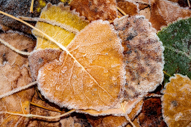 Frosty Fall Leaves