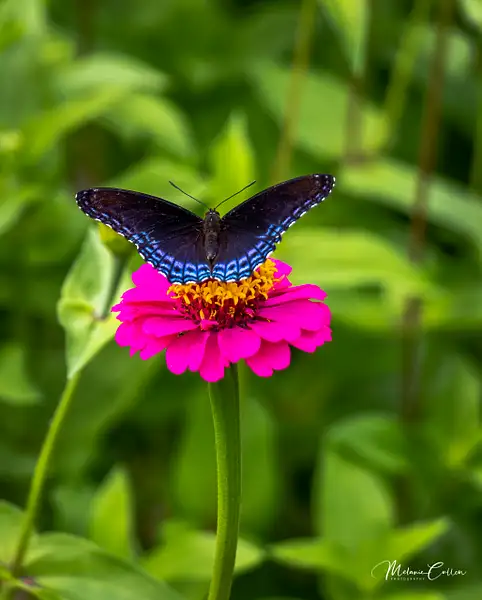 Zinnia and Butterfly by Melanie Cullen