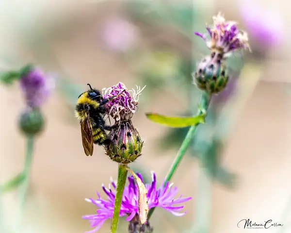 Thistle and a Bee by Melanie Cullen