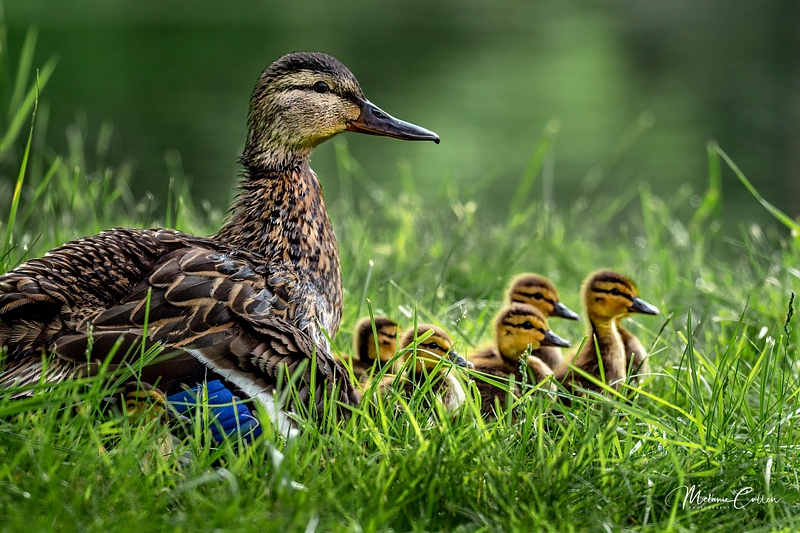 Duck and Babies