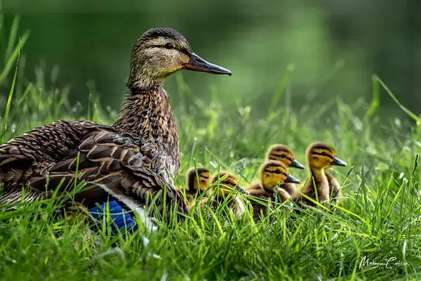 Duck and Babies by Melanie Cullen