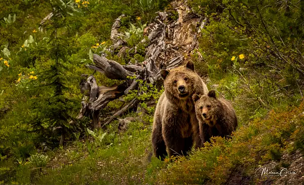 Grizzly and Cub by Melanie Cullen