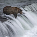 Bears of Katmai National Park