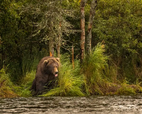 Bear in Forest-2 by Melanie Cullen