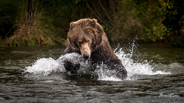 Charging for Salmon- - Wildlife and Nature - Melanie Cullen