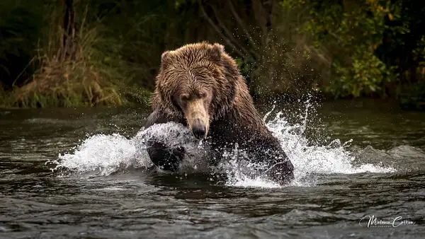 Charging for Salmon- by Melanie Cullen