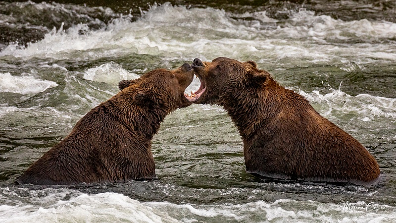 Bears at Play-