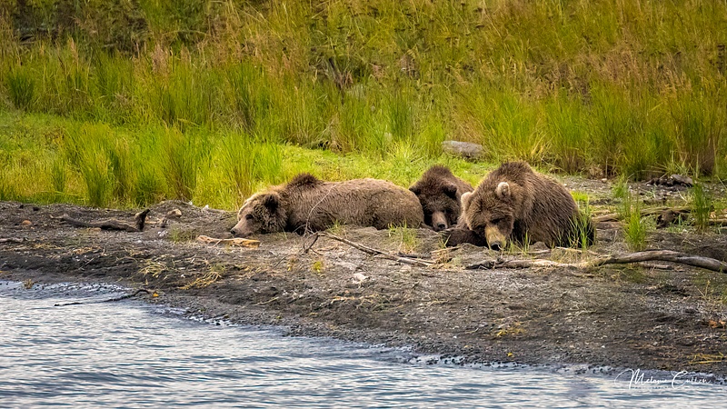 Cubs Napping w Mom-