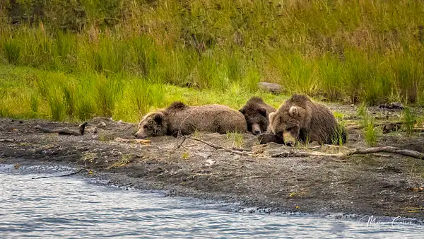 Cubs Napping w Mom- by Melanie Cullen