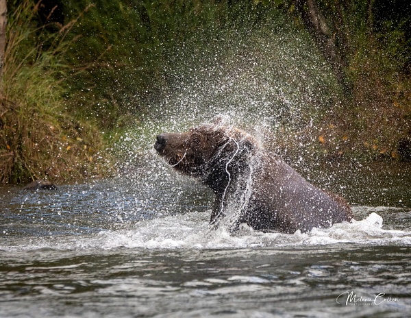 Shaking off Water-2660 - Wildlife and Nature - Melanie Cullen 