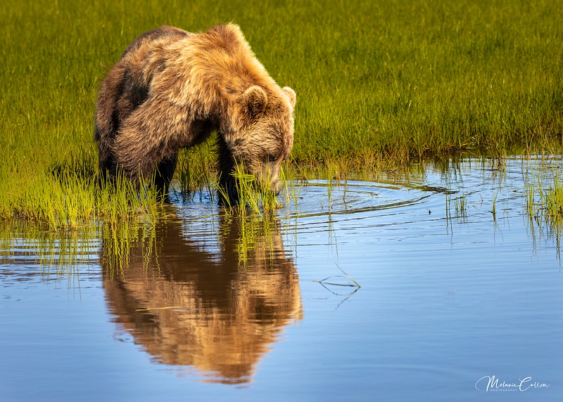 Bear Reflection