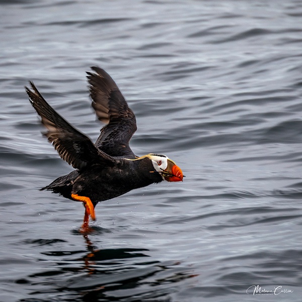 Puffin on the Move - Melanie Cullen 