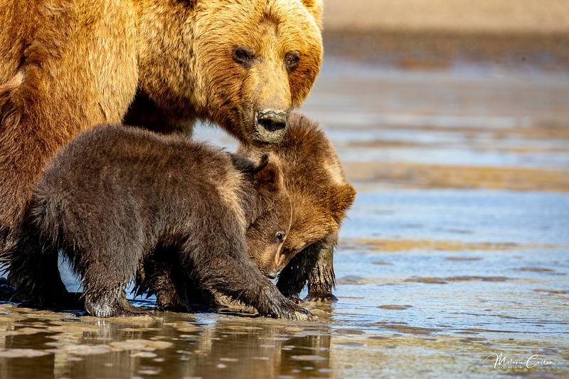 Sow and Cubs Clamming