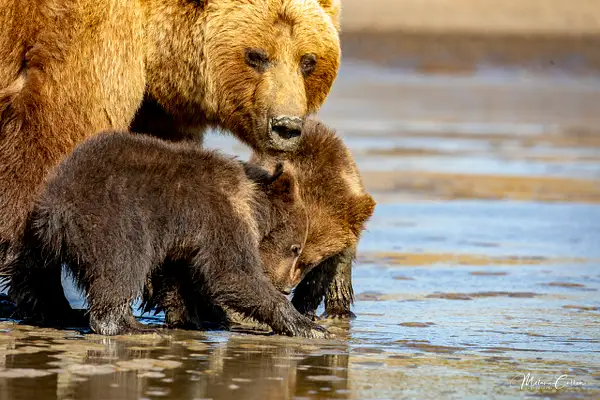 Sow and Cubs Clamming by Melanie Cullen