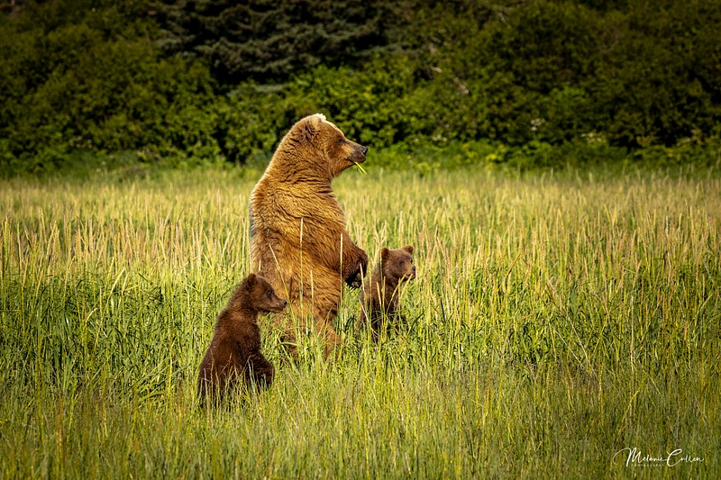 Watchful Momma Bear