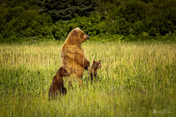 Watchful Momma Bear by Melanie Cullen
