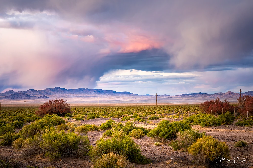 Desert Tidal Wave