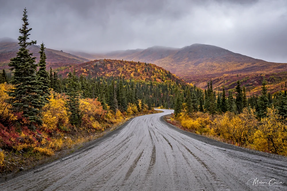 Winding Path Through Autumnal Denali Landscape